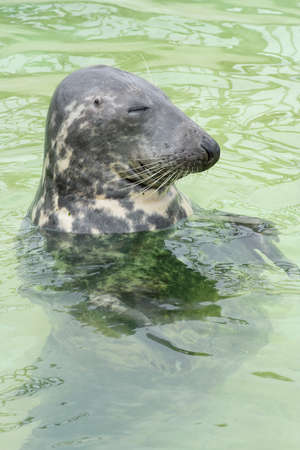 a young seal in the northsea - Phoca vitulinaの写真素材