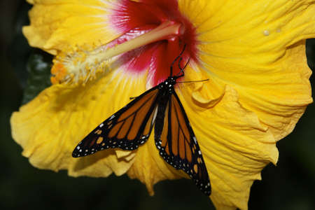 butterfly in nature - Protected species - animalの写真素材