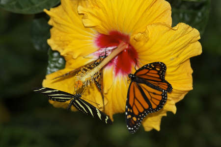 butterfly in nature - Protected species - animalの写真素材