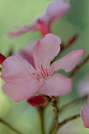 Oleanderの写真素材