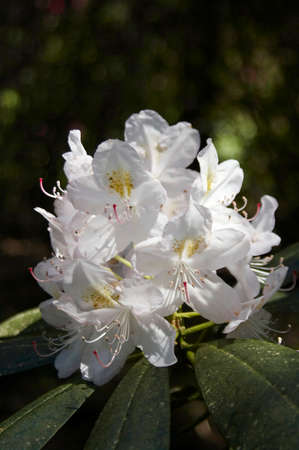 the colorfull blossom of a bush plant - a rhododendronの写真素材