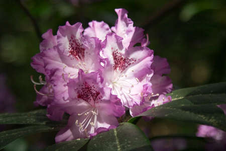 the colorfull blossom of a bush plant - a rhododendronの写真素材