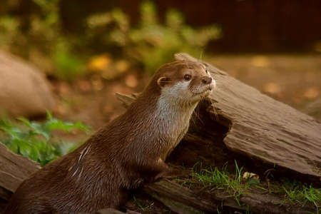 Oriental small-clawed otter in the natureの写真素材