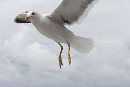 Seagul at the island of Texelの写真素材