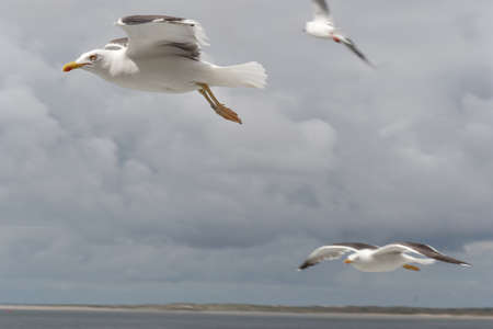 Seagul at the island of Texelの写真素材