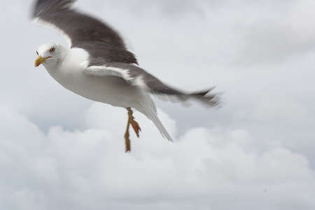Seagul at the island of Texel