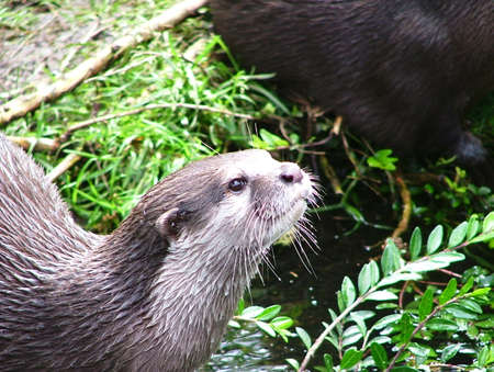 Oriental small-clawed otter in the natureの写真素材