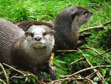 Oriental small-clawed otter in the natureの写真素材