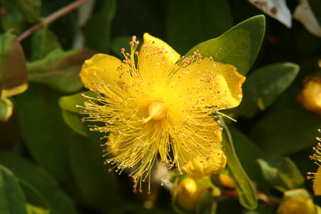 close-up of a yellow Hypericum blossom