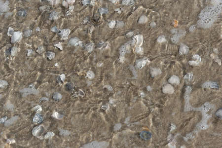 sea shell on the beach
