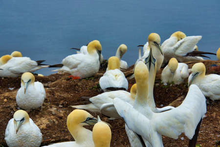colony of northern garnet on the red Rock - Heligoland islandの写真素材