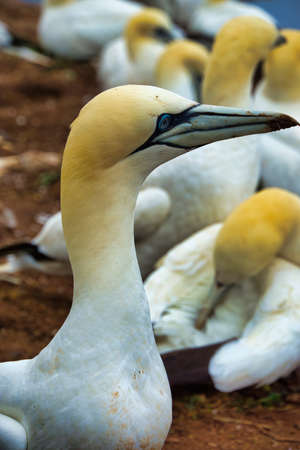 colony of northern garnet on the red Rock - Heligoland islandの写真素材