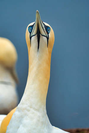 portrait of a single  northern garnet on the red Rock - Heligoland islandの写真素材