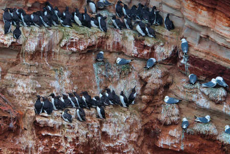 common murre colony - common guillemot on the red Rock in the northsea - Heligoland - Germany -Uria aalgeの写真素材