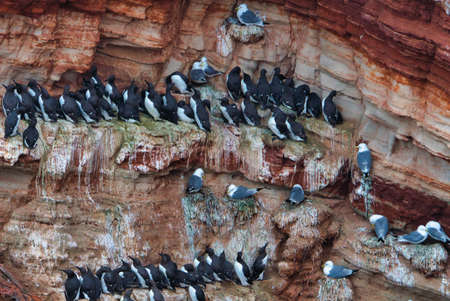 common murre colony - common guillemot on the red Rock in the northsea - Heligoland - Germany -Uria aalgeの写真素材