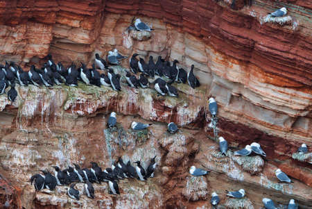 common murre colony - common guillemot on the red Rock in the northsea - Heligoland - Germany -Uria aalgeの写真素材