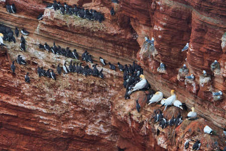 common murre colony - common guillemot on the red Rock in the northsea - Heligoland - Germany -Uria aalgeの写真素材