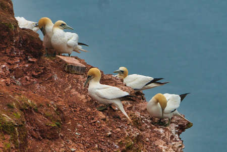 colony of northern garnet on the red Rock - Heligoland island