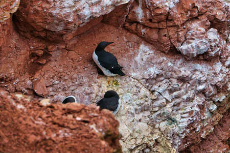 common murre colony - common guillemot on the red Rock in the northsea - Heligoland - Germany -Uria aalgeの写真素材
