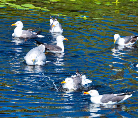 Group ofeuropean herring gull on heligoland - island Dune - cleaning feather in sweet water pond - Larus argentatusの写真素材