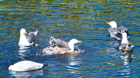 Group ofeuropean herring gull on heligoland - island Dune - cleaning feather in sweet water pond - Larus argentatusの写真素材