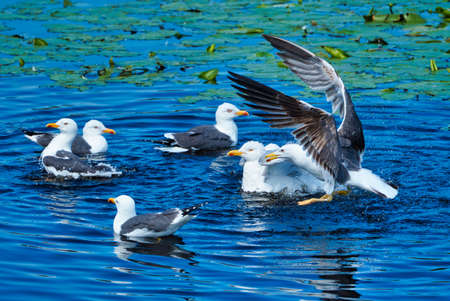 Group ofeuropean herring gull on heligoland - island Dune - cleaning feather in sweet water pond - Larus argentatusの写真素材