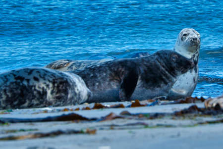 Wijd Grey seal on the north beach of Heligoland - island Dune i- Northsea - Germanyの写真素材