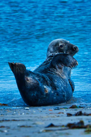 Wijd Grey seal on the north beach of Heligoland - island Dune i- Northsea - Germanyの写真素材