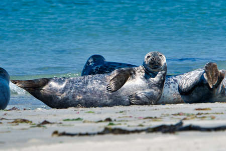 Wijd Grey seal on the north beach of Heligoland - island Dune i- Northsea - Germanyの写真素材