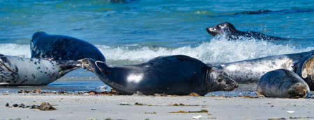 Wijd Grey seal on the north beach of Heligoland - island Dune i- Northsea - Germanyの写真素材
