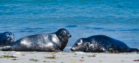 Wijd Grey seal on the north beach of Heligoland - island Dune i- Northsea - Germanyの写真素材