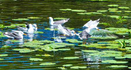 Group ofeuropean herring gull on heligoland - island Dune - cleaning feather in sweet water pond - Larus argentatusの写真素材