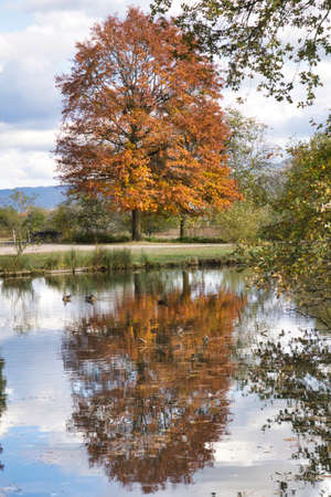 a brown golden tree in the indian summer with blue skyの写真素材