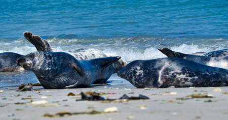 Wijd Grey seal on the north beach of Heligoland - island Dune i- Northsea - Germanyの写真素材
