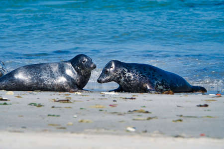 Wijd Grey seal on the north beach of Heligoland - island Dune i- Northsea - Germany
