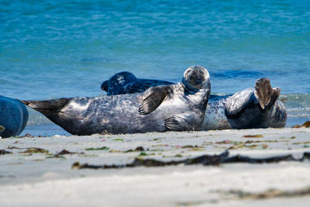 Wijd Grey seal on the north beach of Heligoland - island Dune i- Northsea - Germany