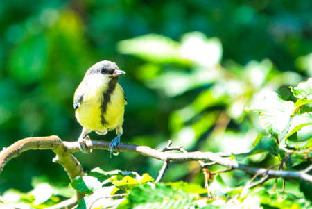 Great Tilt in the wild on green treeの写真素材