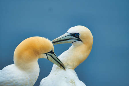 portrait of a single  northern garnet on the red Rock - Heligoland islandの写真素材