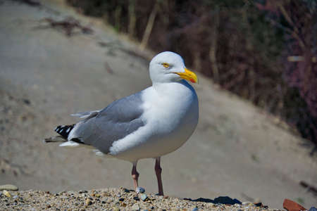 Single european herring gull on heligoland - island Dune - North beach - Larus argentatusの写真素材