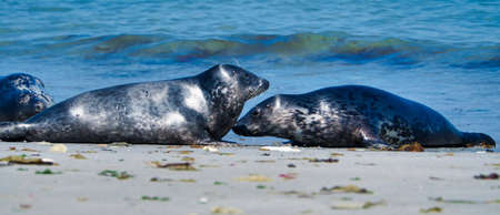 Wijd Grey seal on the north beach of Heligoland - island Dune i- Northsea - Germanyの写真素材