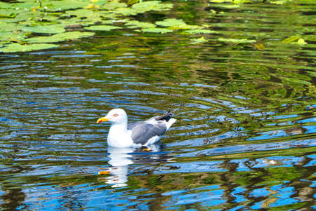 Group ofeuropean herring gull on heligoland - island Dune - cleaning feather in sweet water pond - Larus argentatusの写真素材