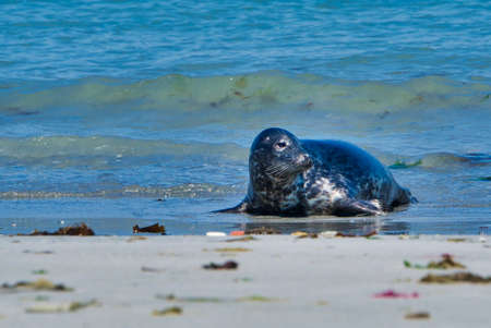 Wijd Grey seal on the north beach of Heligoland - island Dune i- Northsea - Germanyの写真素材