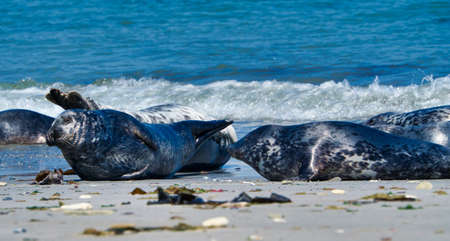Wijd Grey seal on the north beach of Heligoland - island Dune i- Northsea - Germanyの写真素材