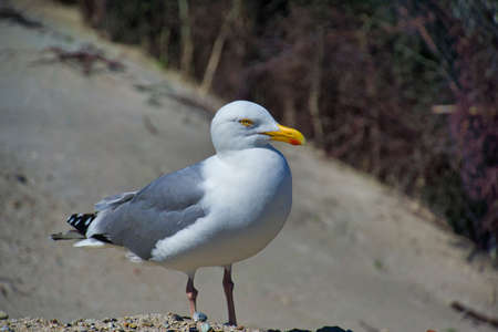 Single european herring gull on heligoland - island Dune - North beach - Larus argentatusの写真素材