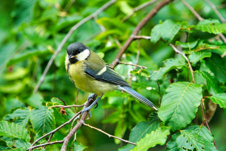Great Tilt in the wild on green treeの写真素材