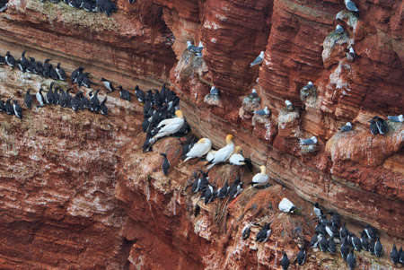 common murre colony - common guillemot on the red Rock in the northsea - Heligoland - Germany -Uria aalgeの写真素材