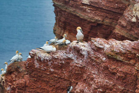 colony of northern garnet on the red Rock - Heligoland islandの写真素材