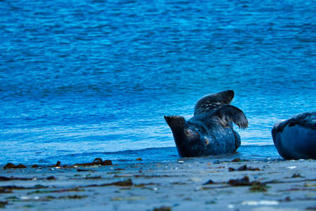 Wijd Grey seal on the north beach of Heligoland - island Dune i- Northsea - Germanyの写真素材