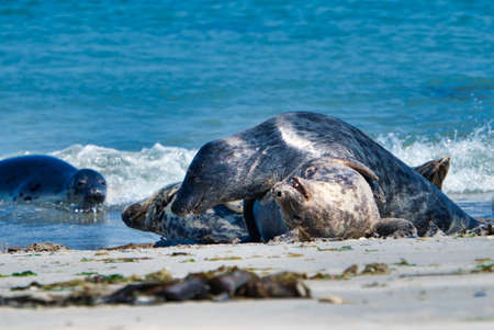 Wijd Grey seal on the north beach of Heligoland - island Dune i- Northsea - Germanyの写真素材
