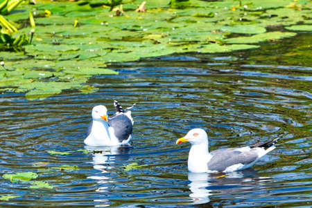 Group ofeuropean herring gull on heligoland - island Dune - cleaning feather in sweet water pond - Larus argentatusの写真素材